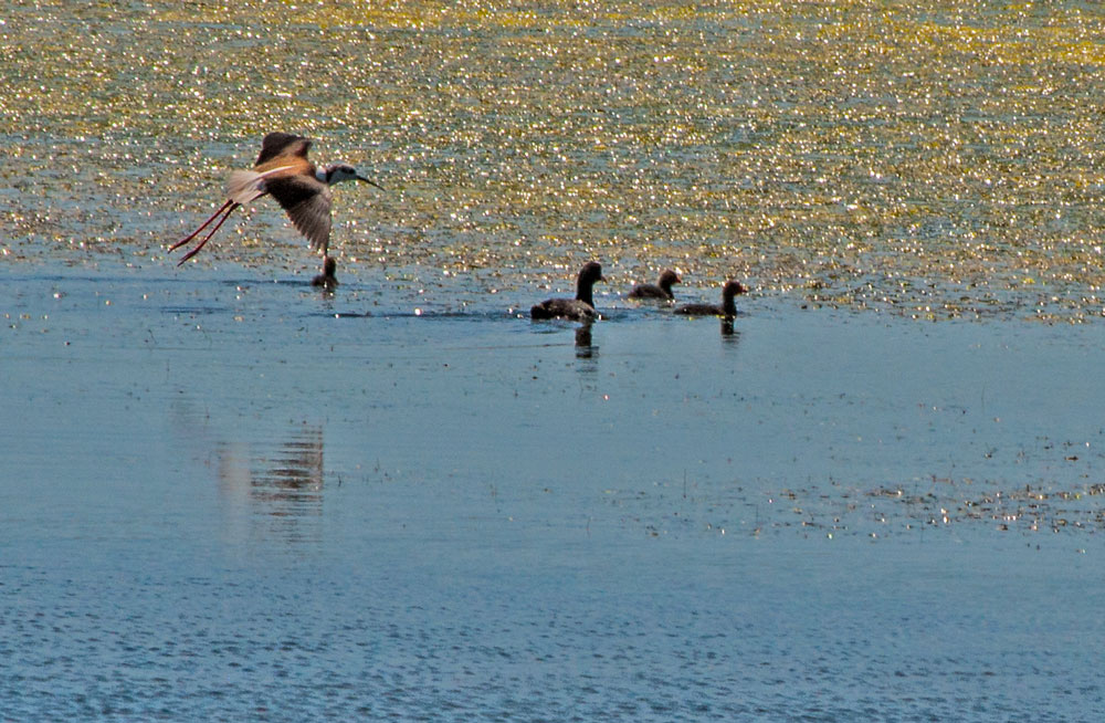 photo "Family Protection" tags: nature, landscape, travel, Europe, Tagus, Tejo, animals, estuary, portugal, river, water, wild animals