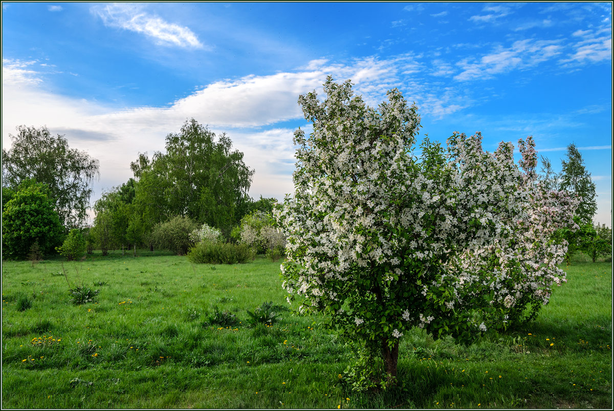 photo "***" tags: nature, 