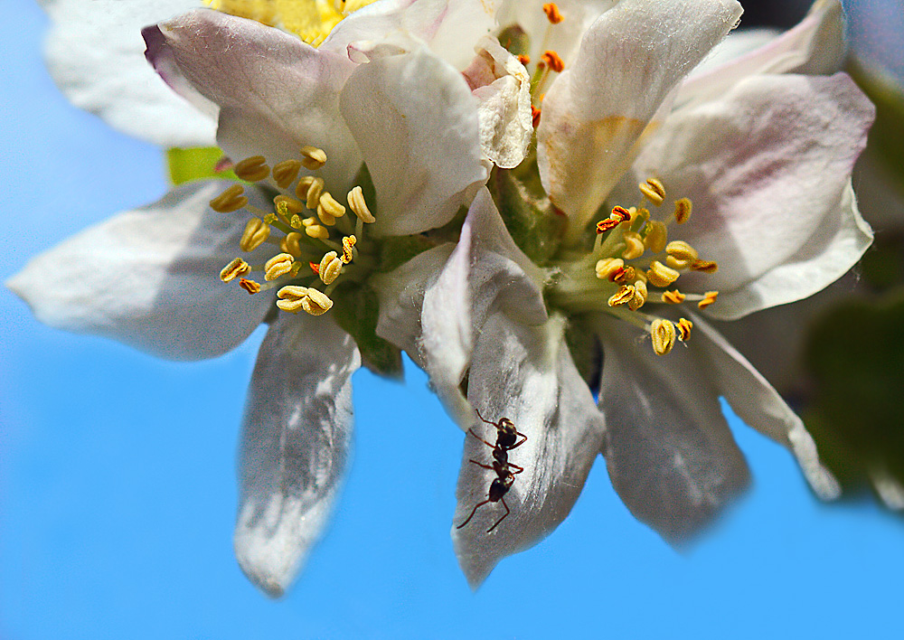 photo "***" tags: macro and close-up, ant, яблоня