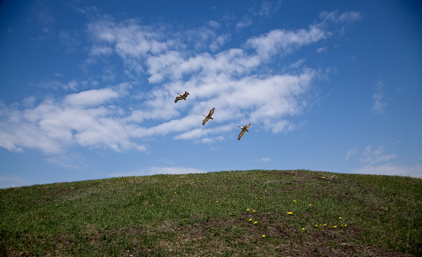 фото "Пеликаны в Сибири" метки: разное, 