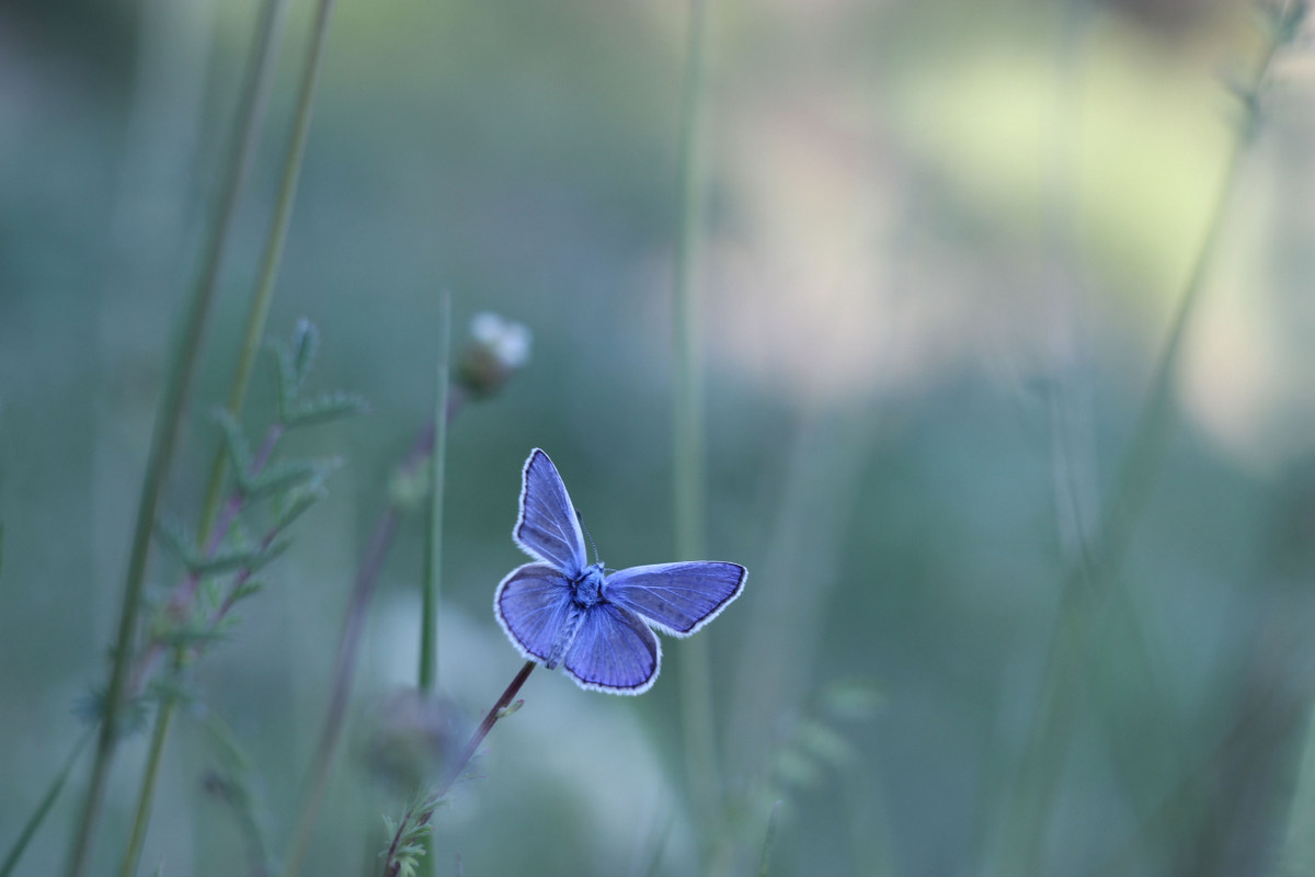 photo "***" tags: macro and close-up, 