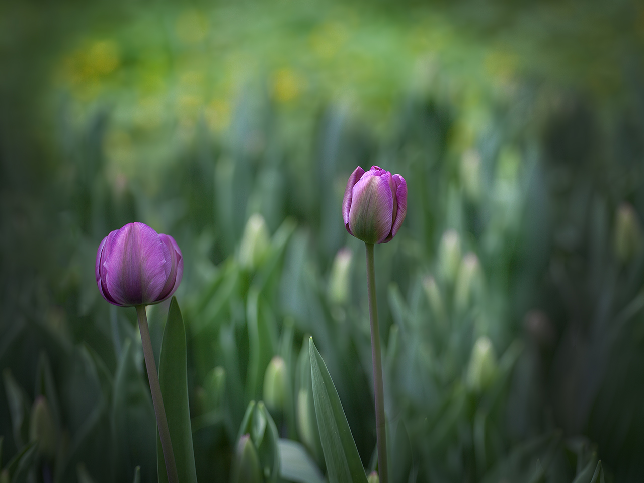 photo "***" tags: nature, macro and close-up, 