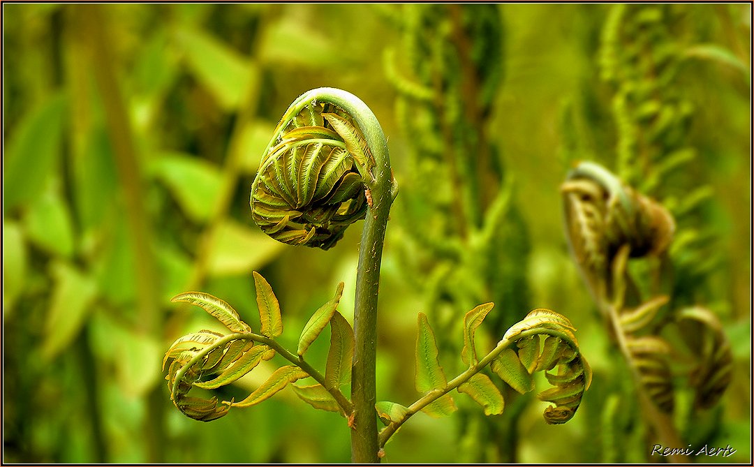 photo "***" tags: nature, macro and close-up, 