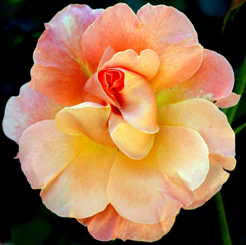 фото "A very Beautiful Rose..." метки: природа, макро и крупный план, 