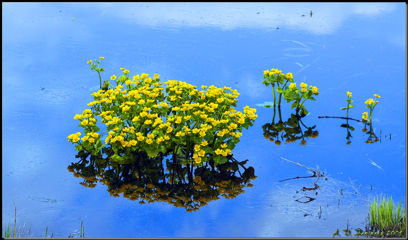 фото "Лилии" метки: природа, разное, весна, вода, цветы