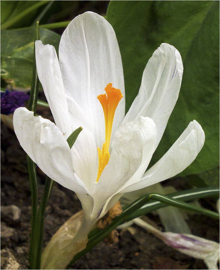 photo "Crocus" tags: nature, macro and close-up, crocus, крокус