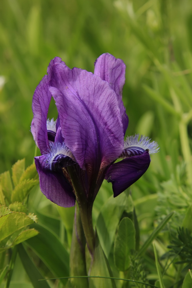 photo "***" tags: macro and close-up, flowers