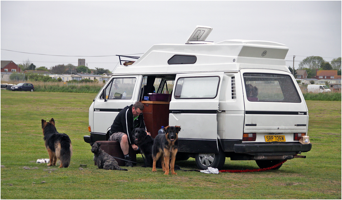 photo "Big family" tags: reporting, собаки