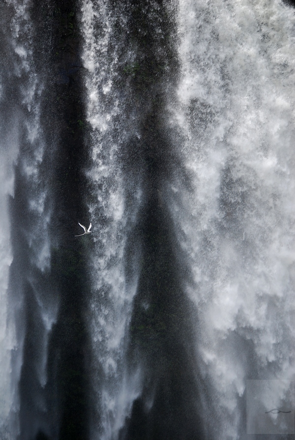 photo "Spectacular Flight" tags: nature, landscape, bird, waterfall