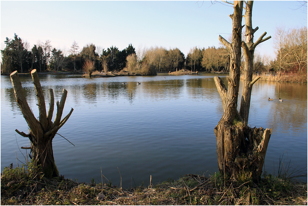 photo "***" tags: landscape, spring, water, дерева