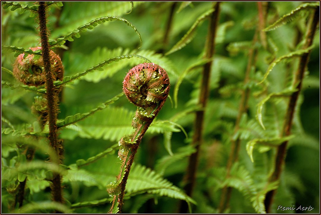 photo "***" tags: nature, macro and close-up, 