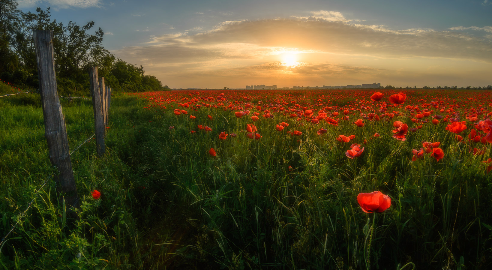 photo "Morning poppies,freedom" tags: landscape, 