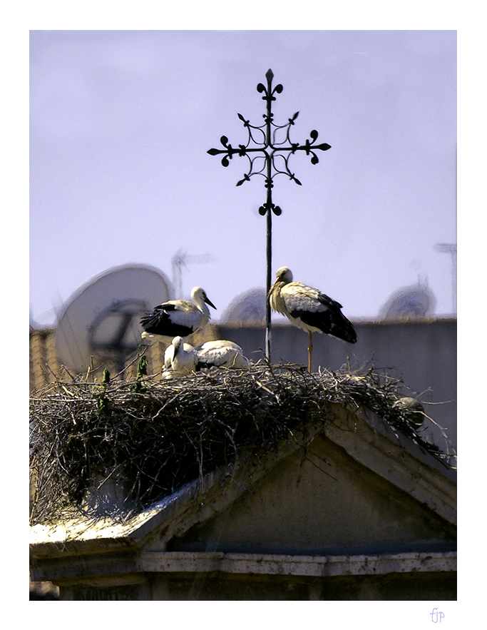 фото "Urban wild" метки: город, дикие животные