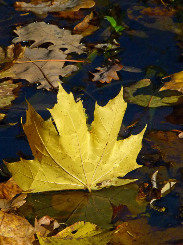 photo "***" tags: nature, autumn, water, клен, листья
