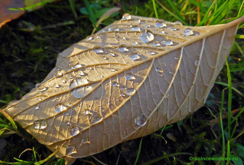 photo "***" tags: nature, leaf, капельки