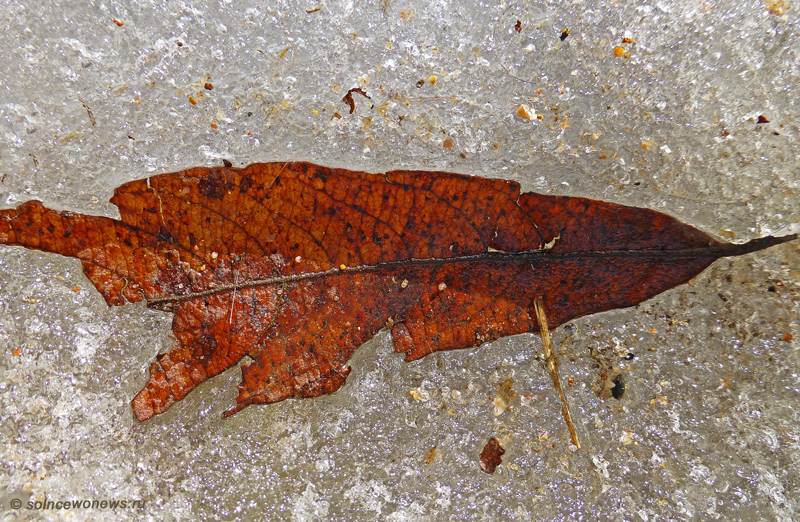 photo "***" tags: nature, leaf, snow, winter, лед