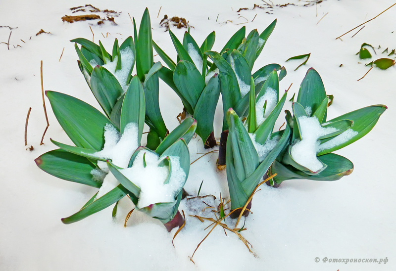 photo "***" tags: nature, flowers, snow, spring