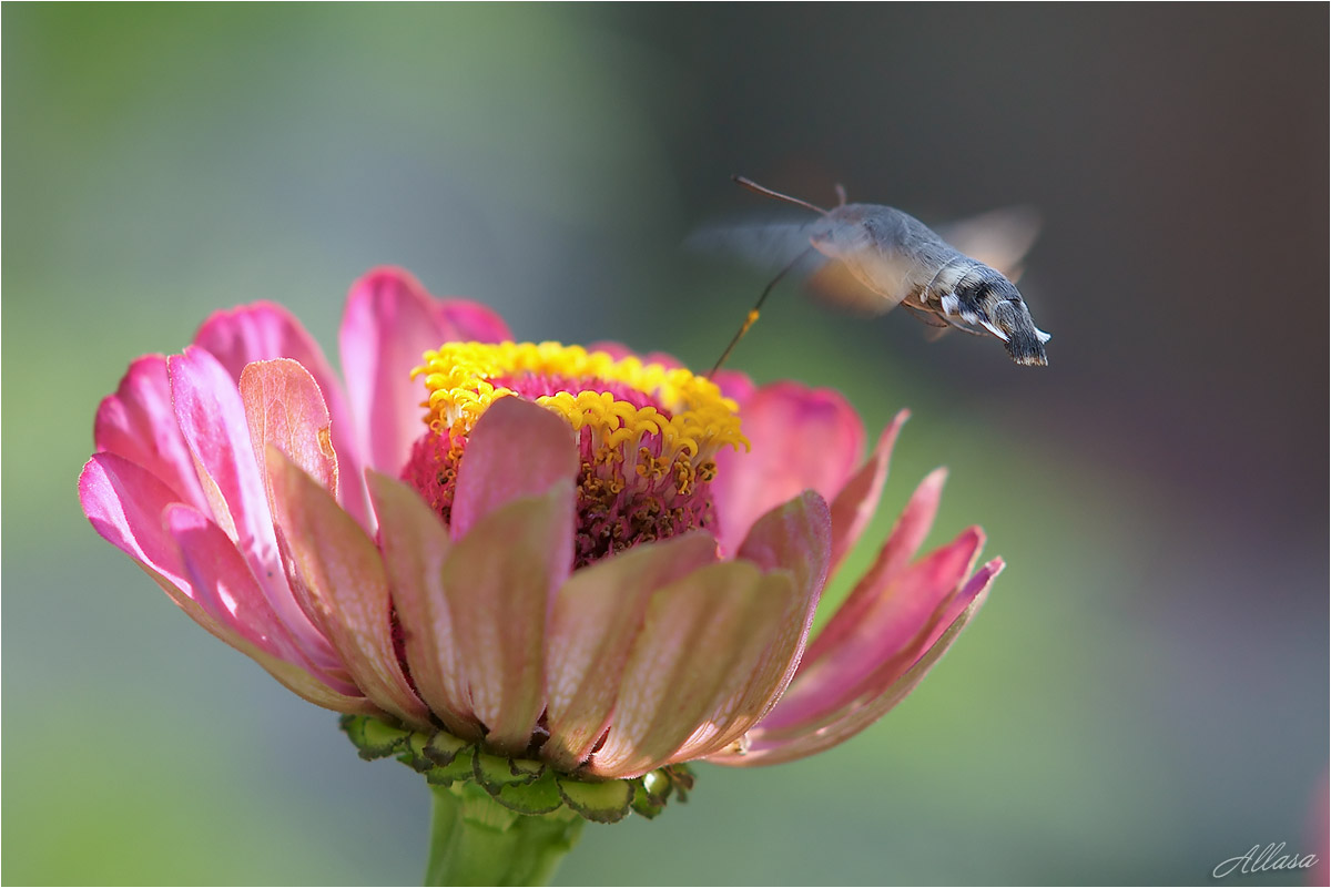 фото "Колибри мира насекомых (Языкан)" метки: макро и крупный план, природа, фрагмент, 