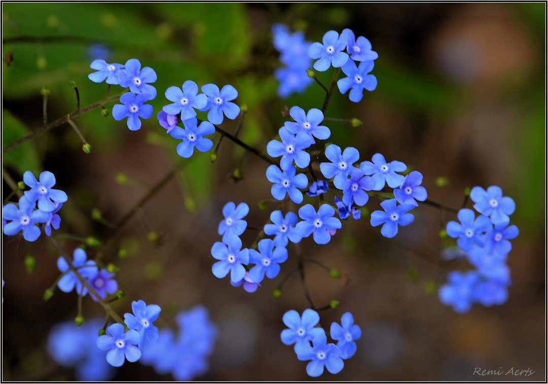 photo "***" tags: nature, macro and close-up, 