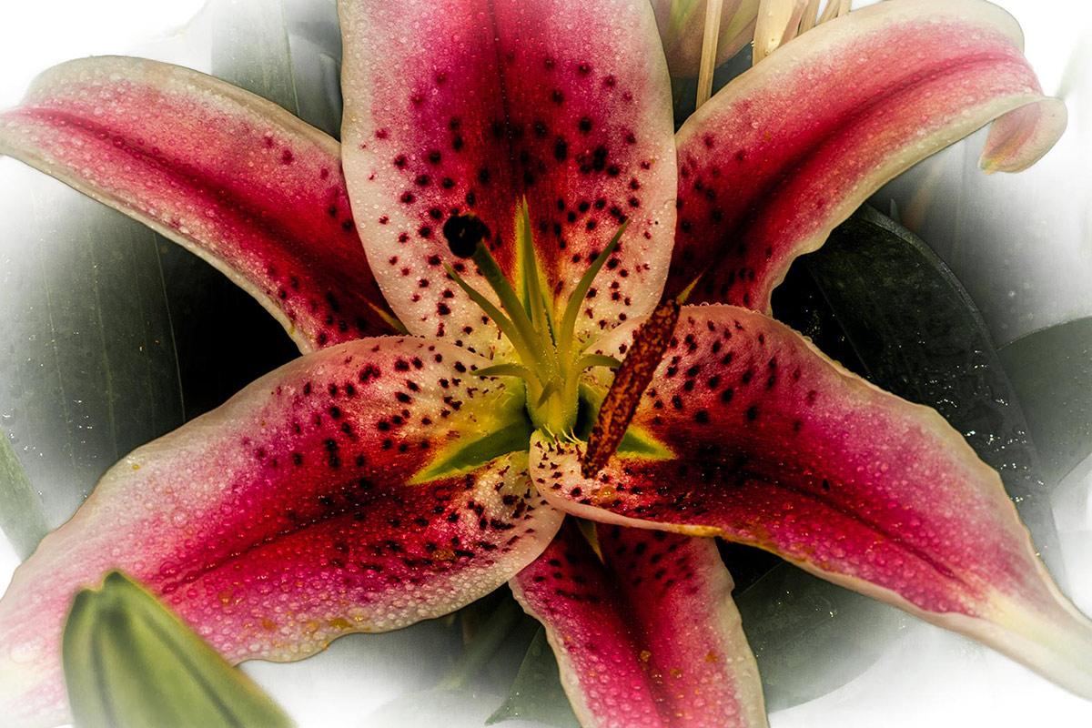фото "Willd Floral macro" метки: природа, макро и крупный план, Flora