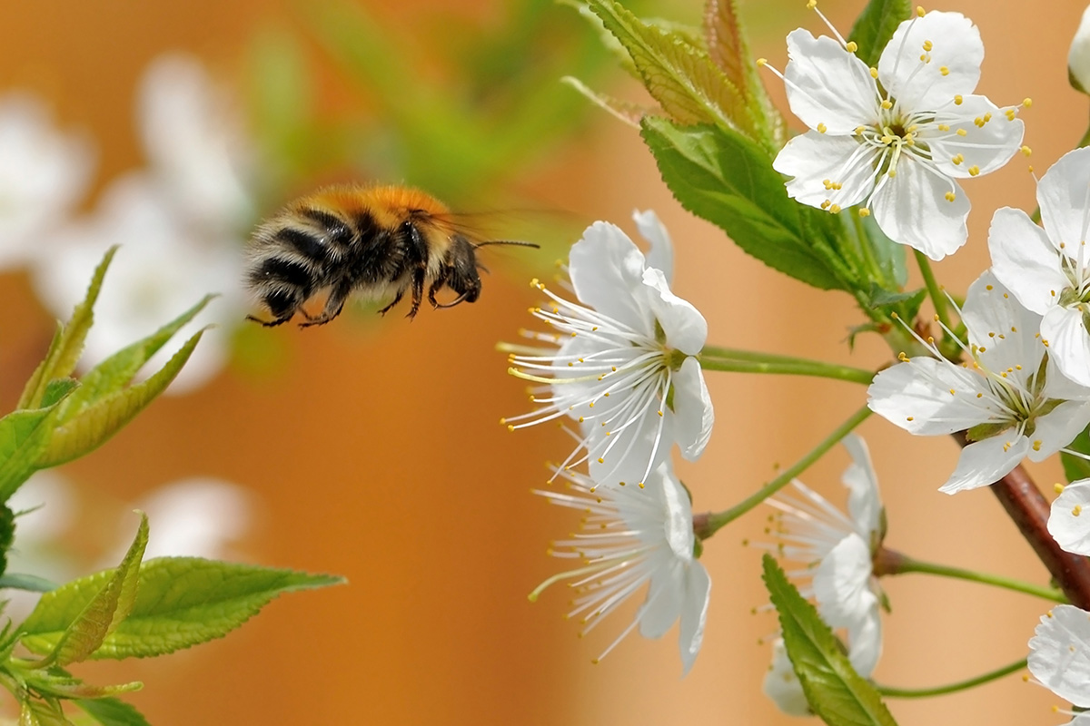 photo "***" tags: macro and close-up, 