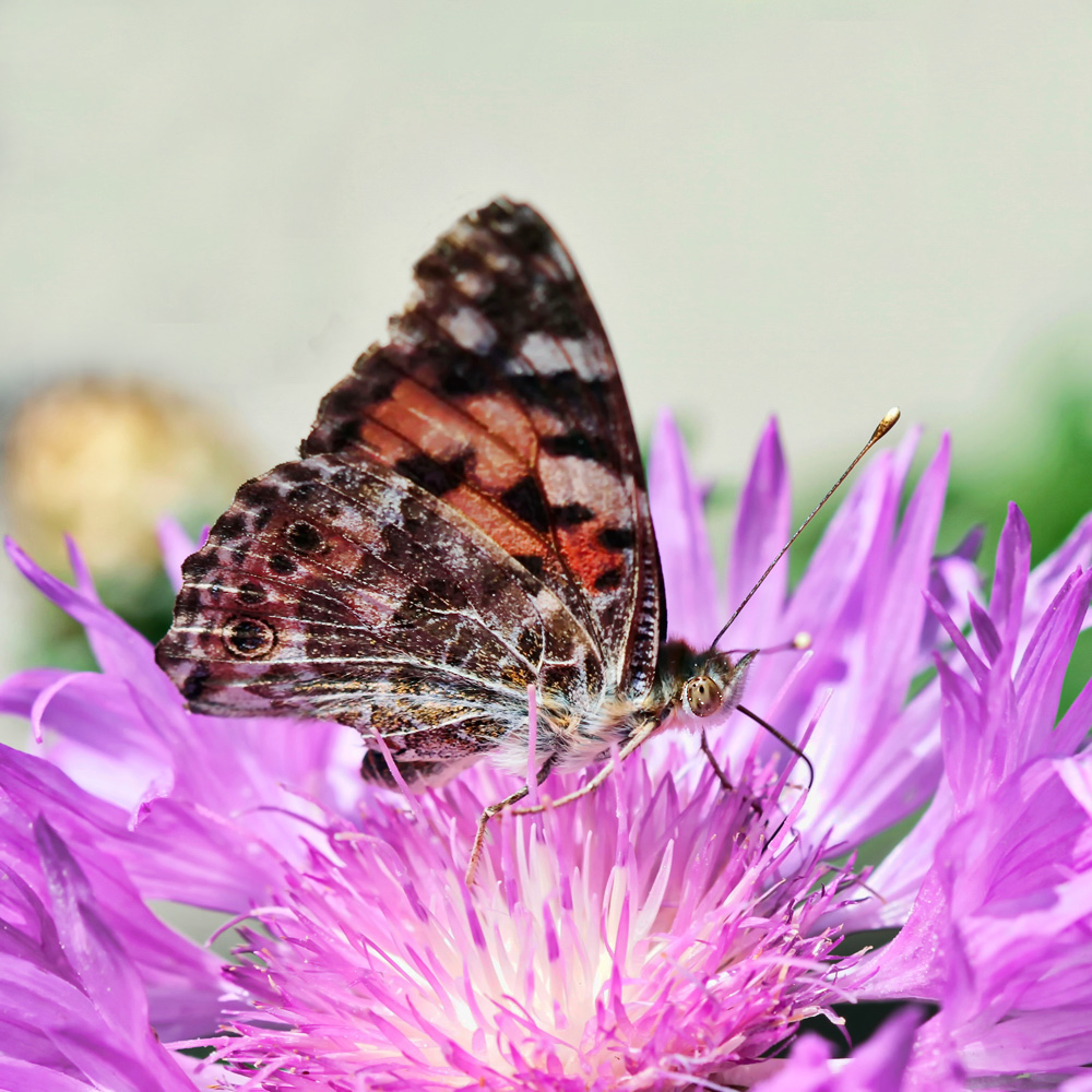 фото "Ещё далеко до осени..." метки: природа, макро и крупный план, бабочка, май, цветы