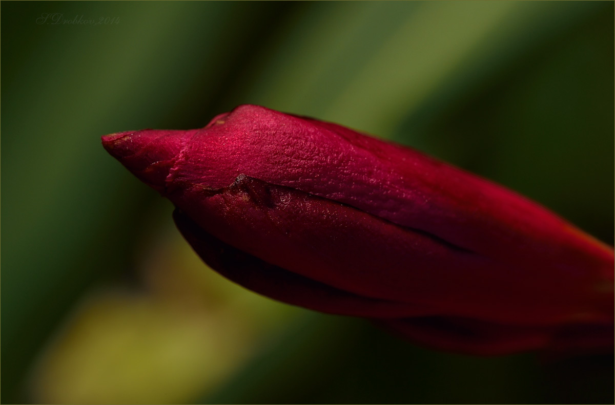 photo "Rojo sobre verde" tags: macro and close-up, nature, Europe, flowers, spring, весна. трава
