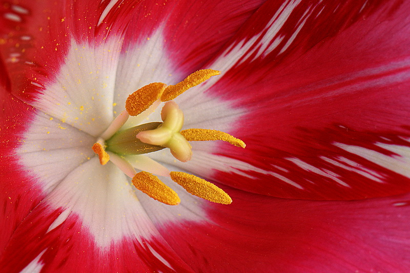 photo "Moments of Clarity" tags: macro and close-up, nature, abstract, Aleksandar Macro Srbija