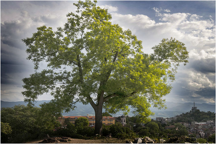 photo "Дървото..." tags: landscape, genre, misc., 