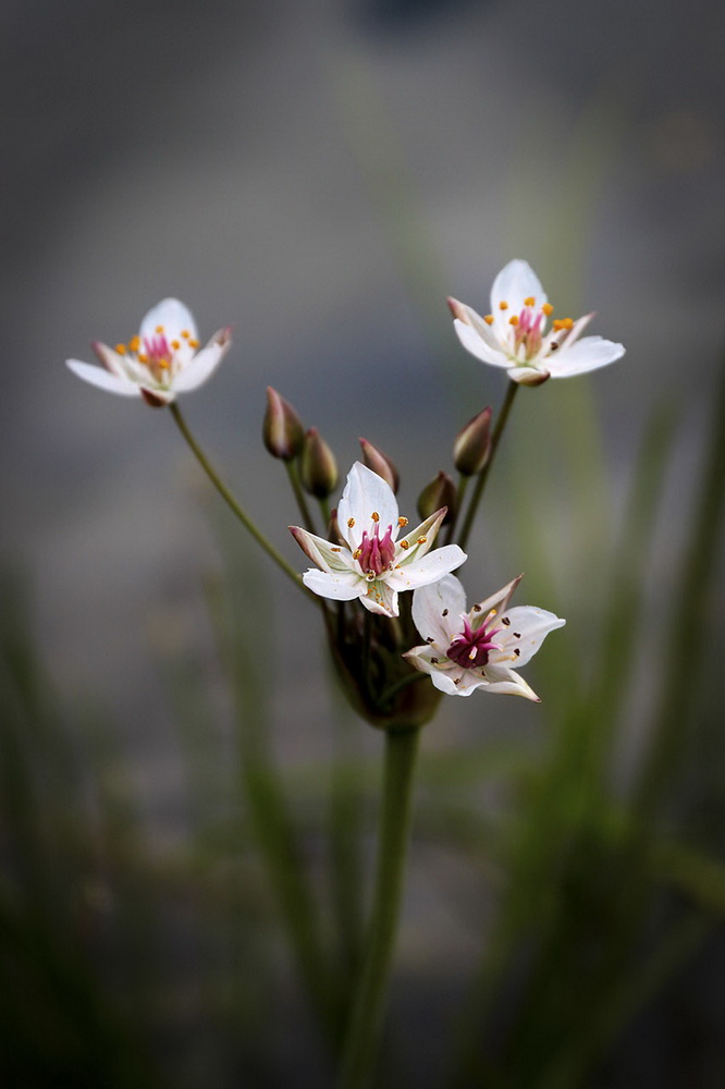 photo "***" tags: nature, macro and close-up, 