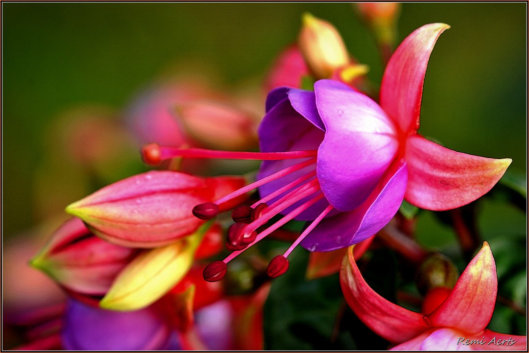 photo "***" tags: nature, macro and close-up, flowers, spring