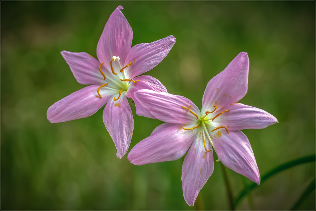 photo "***" tags: macro and close-up, nature, flowers