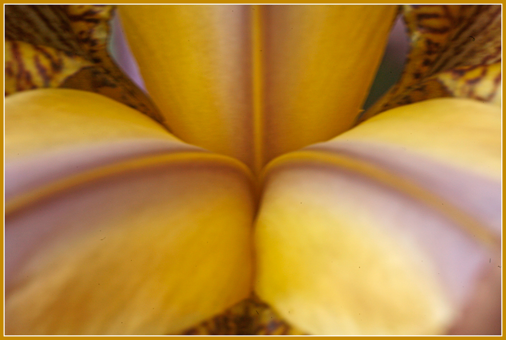 photo "Simplicity of nature" tags: macro and close-up, nature, still life, Schwertlilie, iris