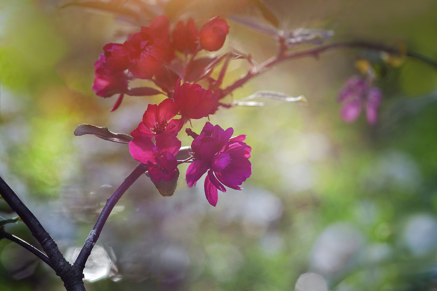 photo "***" tags: nature, macro and close-up, 