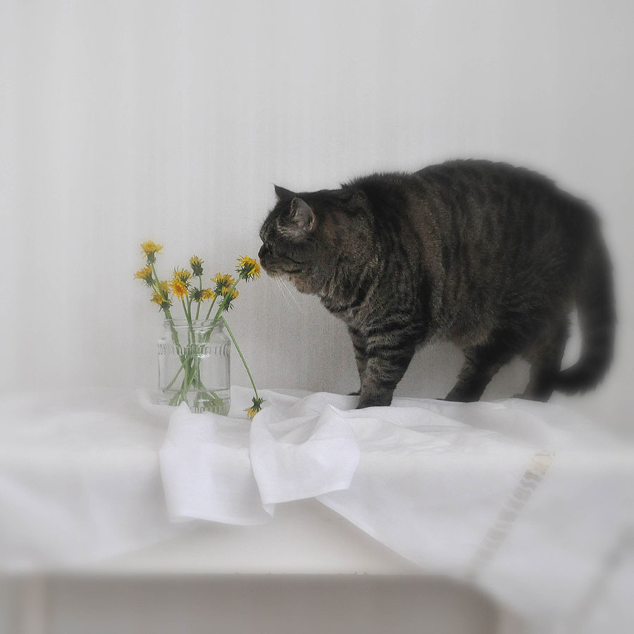 photo "***" tags: misc., 