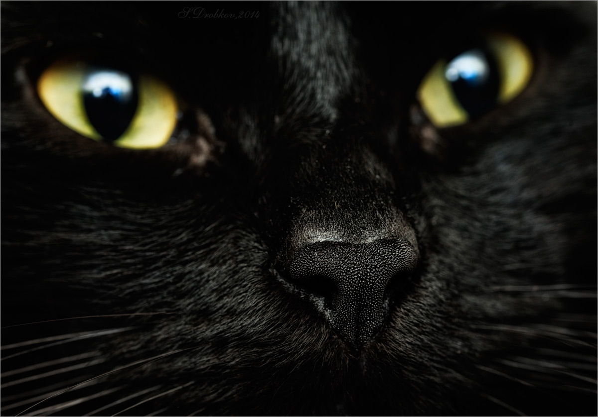 photo "***" tags: macro and close-up, Europe, кошки