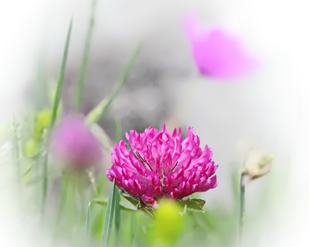 photo "***" tags: nature, macro and close-up, flowers, fog, grass, клевер