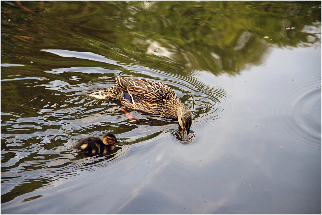 photo "***" tags: nature, птицы