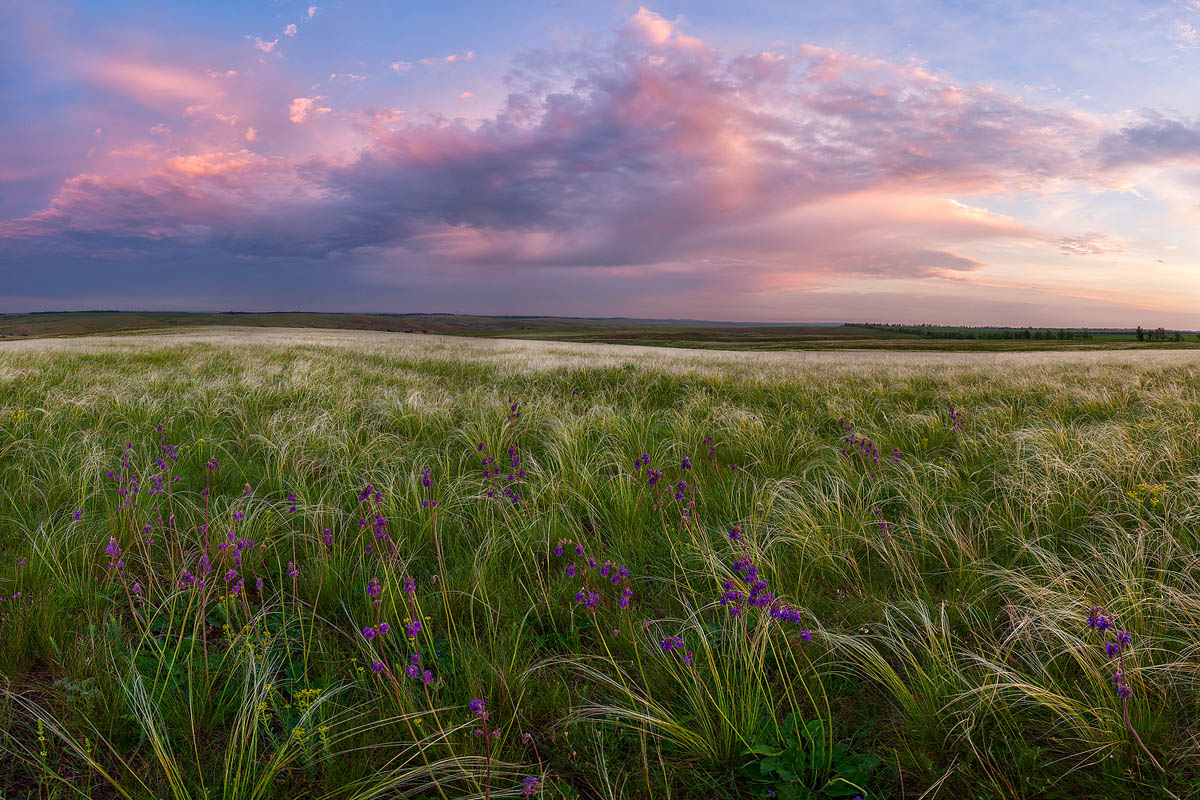 фото "Утро в степи" метки: пейзаж, природа, весна, ковыль, лето, облака, степь, цветы