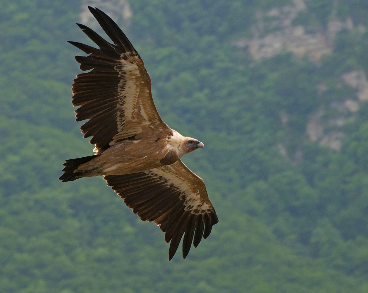 photo "***" tags: nature, flight, look, wild animals, wings, Сип, размах