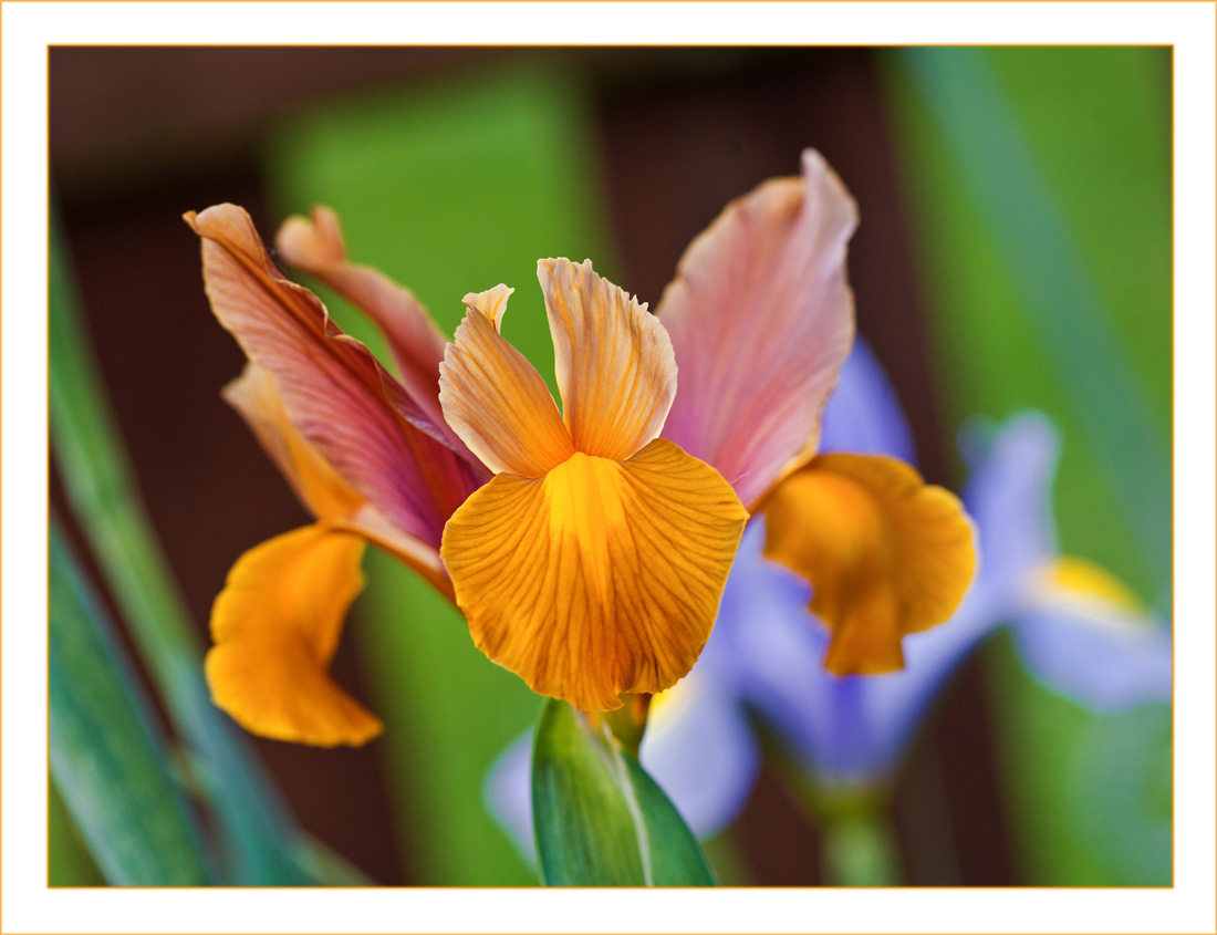 photo "***" tags: macro and close-up, 