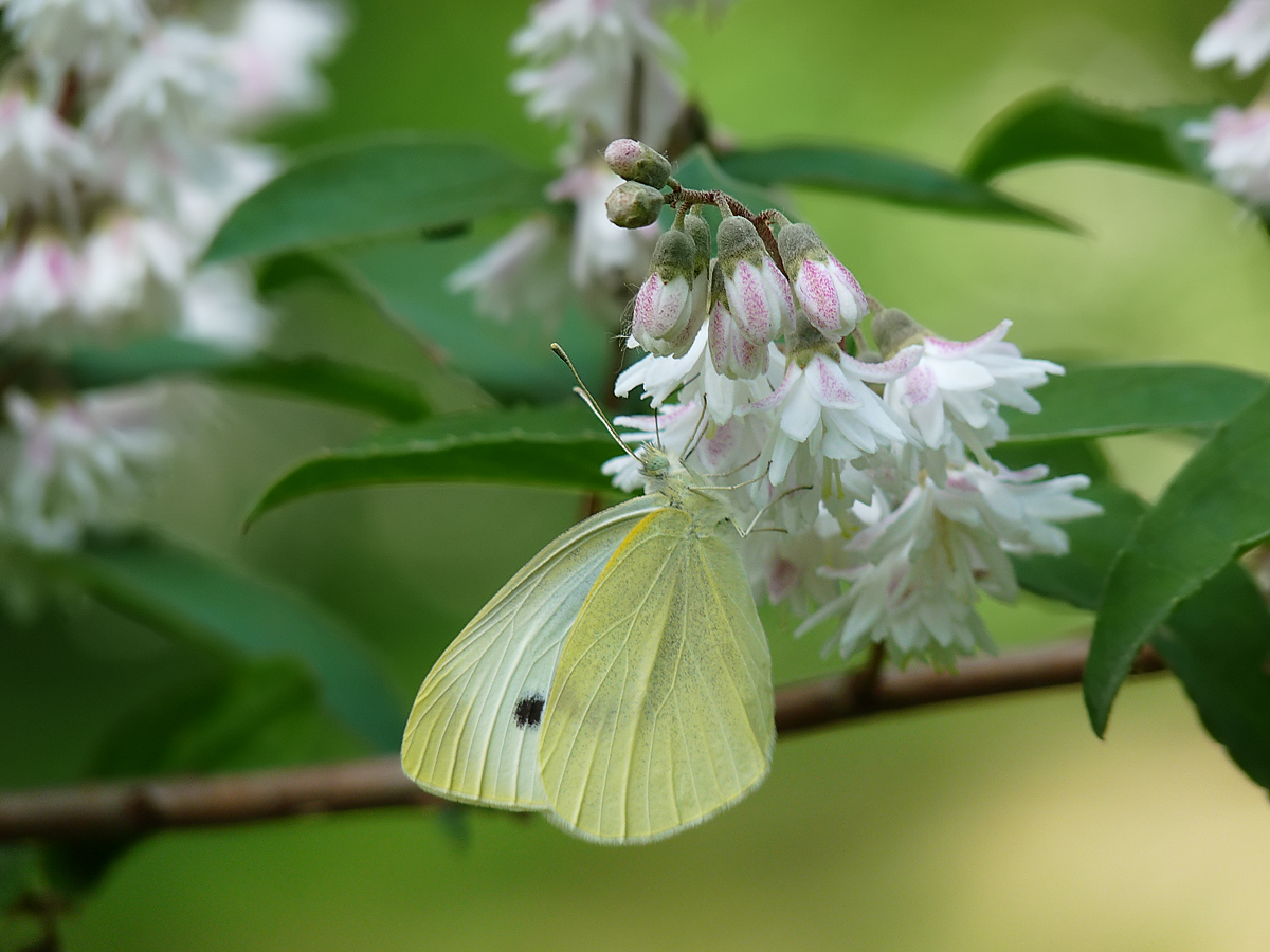 photo "***" tags: nature, insect