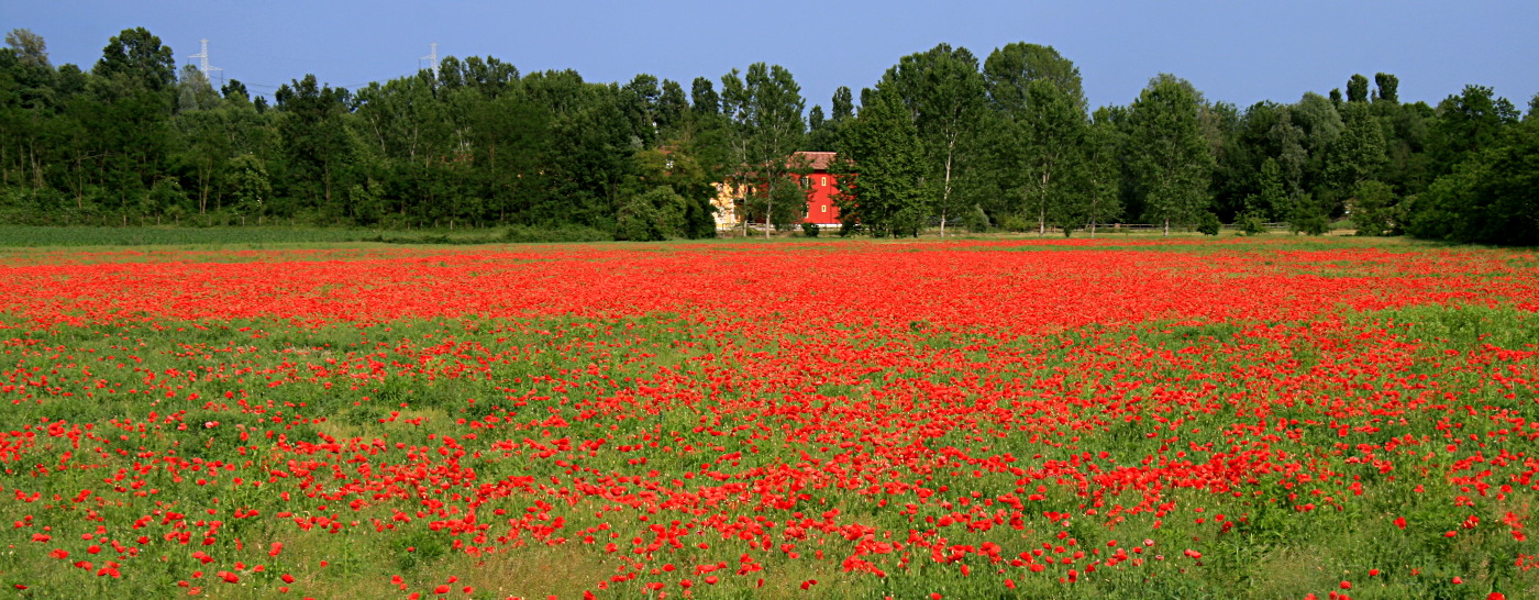 фото "poppies" метки: пейзаж, природа, Italy, red, цветы
