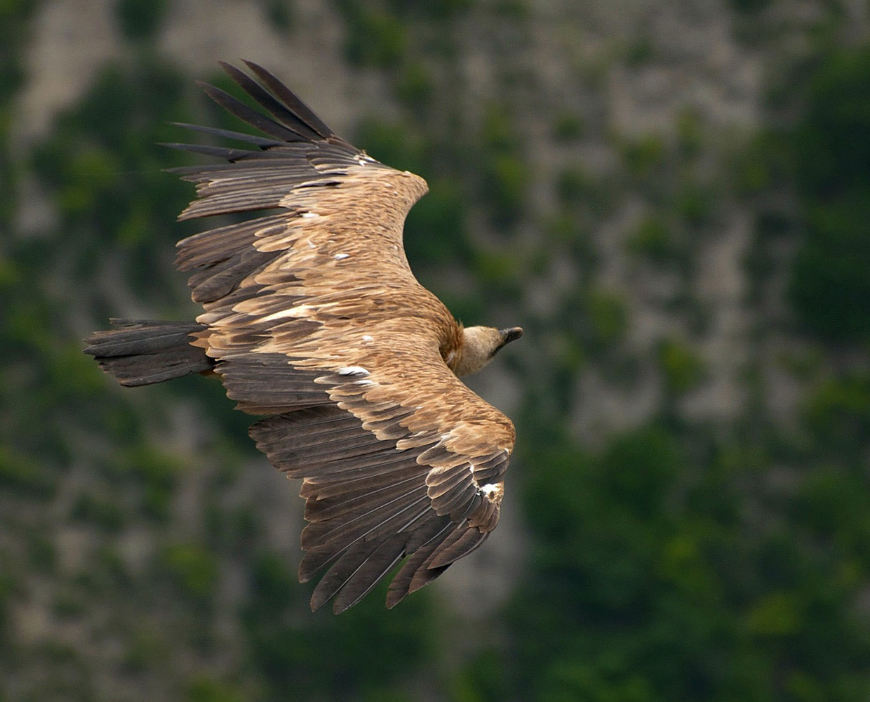 photo "***" tags: nature, flight, mountains, wild animals, wings, Сип