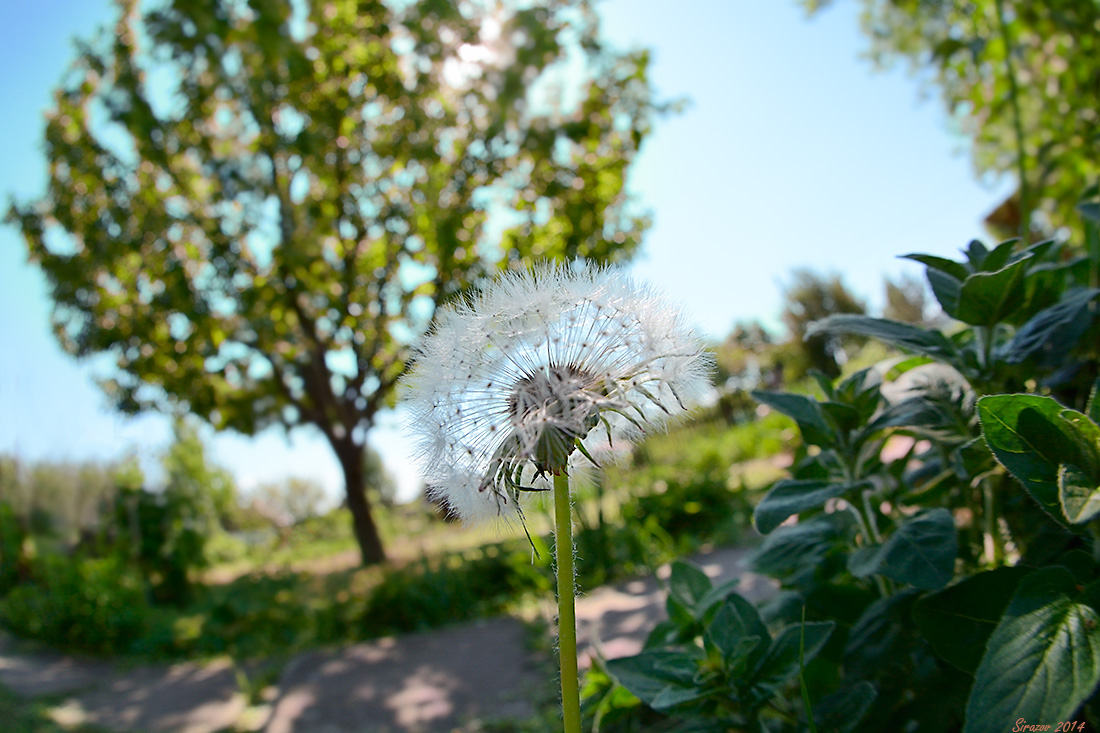 photo "Dandelion" tags: nature, landscape, 