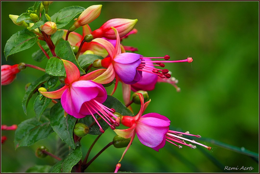 photo "***" tags: macro and close-up, nature, 
