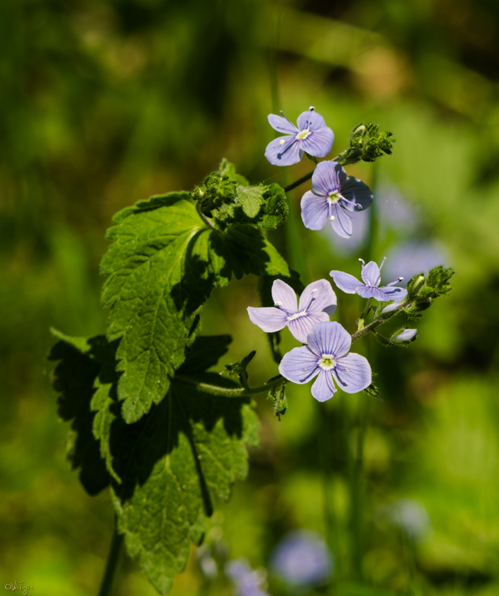 photo "***" tags: macro and close-up, nature, spring