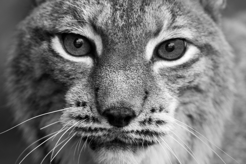 photo "Face To Face" tags: black&white, macro and close-up, nature, Aleksandar Macro Srbija Art of