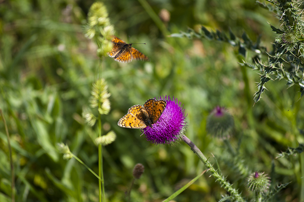 photo "***" tags: macro and close-up, 