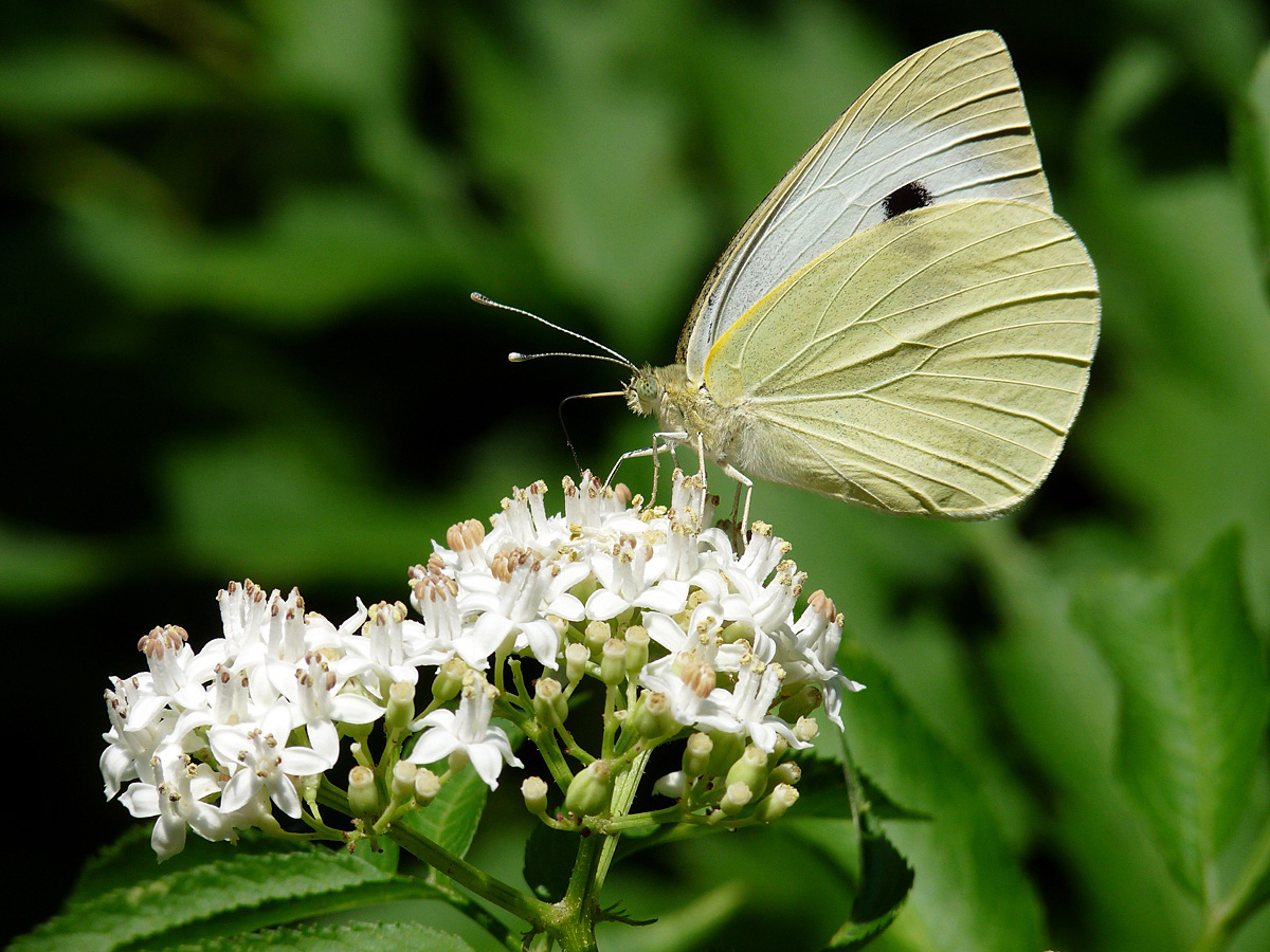 photo "***" tags: nature, insect